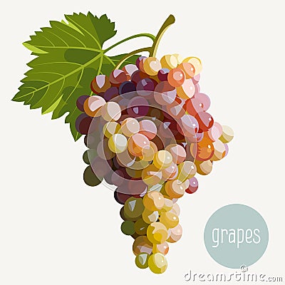 Grapes Vector Illustration