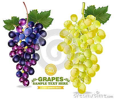 Grapes Vector realistic isolated bunch 3d detailed illustrations Vector Illustration