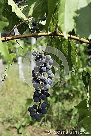 Grapes on vine waiting to be harvested Stock Photo