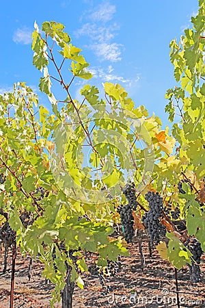 Grapes on the vine in the Napa Valley of California Stock Photo