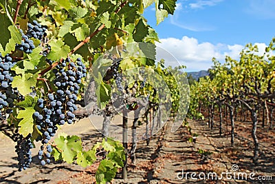 Grapes on the vine in the Napa Valley of California Stock Photo