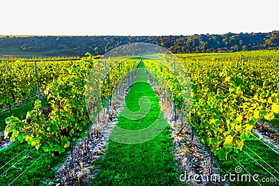 Grapes vines in an engish vineyard Stock Photo