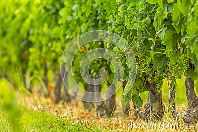 Grapes vines vineyard Bordeaux France Stock Photo