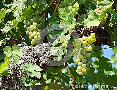Grapes in vineyard Stock Photo