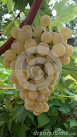 Grapes in the vineyard on a farm Stock Photo