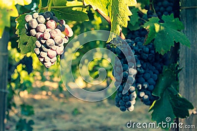 Grapes in Vineyard, Napa Valley in Northern California, USA Stock Photo