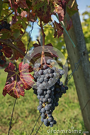 Grapes in the vineyard in the south of France in the Provence Stock Photo