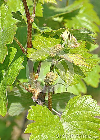 Grapes and vineyards Stock Photo