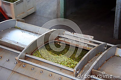 Grapes in Wine Press Stock Photo