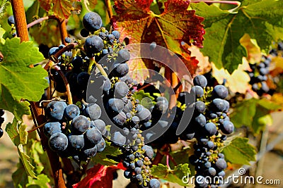 The Grapes of Wine Stock Photo