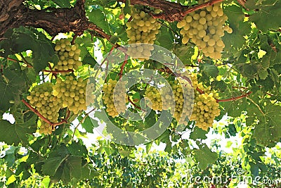 Grapes in wine yard Stock Photo