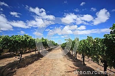 Grapes in wine yard Stock Photo