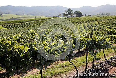 Grapes in wine yard Stock Photo