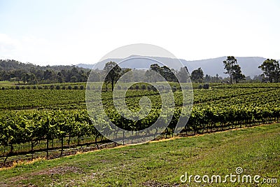 Grapes in wine yard Stock Photo