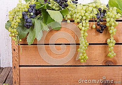 Grapes on wooden crate Stock Photo