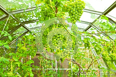 Grapevine Stock Photo