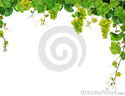 Grapevine border with grapes Stock Photo