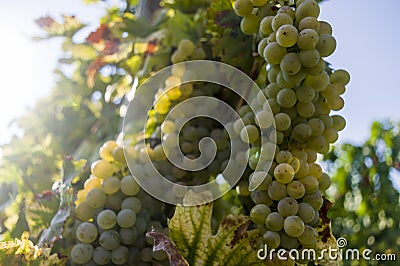 Grapevine with bright grapes and berries backlit by the sun Stock Photo