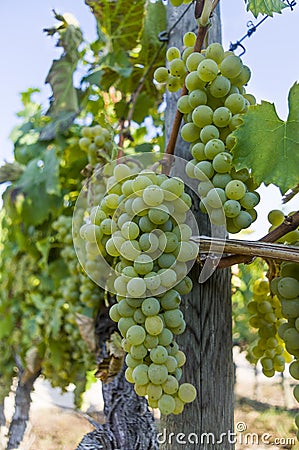 Grapevine with bright grapes and berries in bright sunshine and blue sky Stock Photo