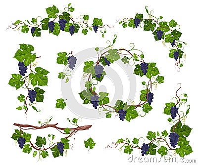 Grapevine climbing plant with purple grapes set, flat vector isolated illustration. Grape vine creeper. Vector Illustration