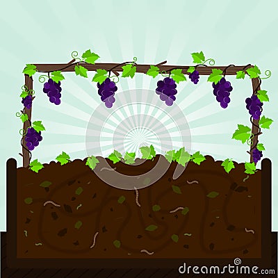 Grapevine and compost Vector Illustration