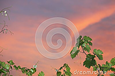 Grapevine detail over sunset sky Stock Photo