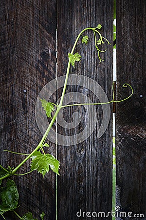 Grapevine Stock Photo