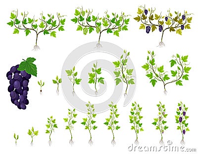 Grapevine Growth Life and Germinate Process Steps Big Vector Set Stock Photo