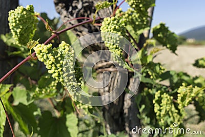 Grapevine infected by phylloxera parasite in vineyard Stock Photo