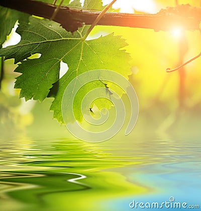 Grapevine leaf over water Stock Photo