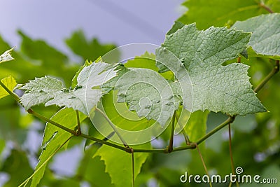 Grapevine leaves with Erinosis, a disease of the mite Colomerus vitis. Stock Photo