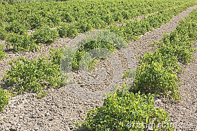 Grapevine propagation. Field of rooted grafts of vine. Stock Photo