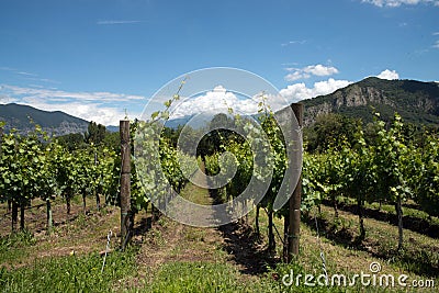 Grapevine rows - Italy, Franciacorta Stock Photo