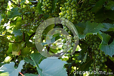 Grapevine on a sunny, green background in the garden Stock Photo