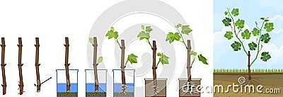 Grapevine vegetative reproduction scheme. Growth stages from propagule stem cutting to young rooted grapevine plant Vector Illustration