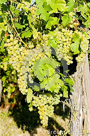 grapevine in vineyard, Alsace, France Stock Photo