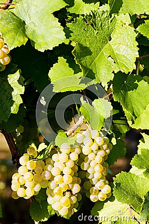 grapevine in vineyard, Alsace, France Stock Photo