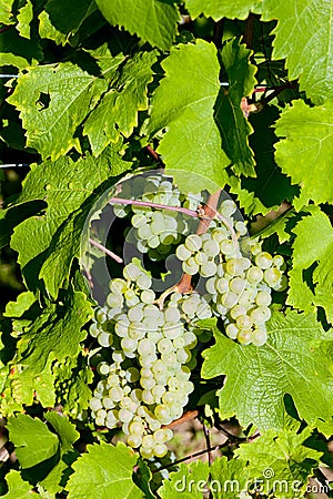 grapevine in vineyard, Alsace, France Stock Photo