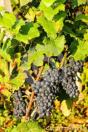 grapevine in vineyard, Burgundy, France Stock Photo