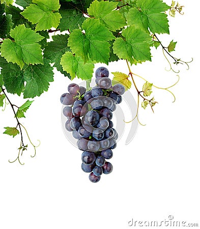 Grapevine with wine grape cluster Stock Photo