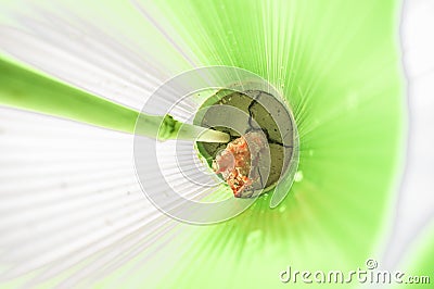 Grapevine plant coated with red paraffin and protected by tree s Stock Photo