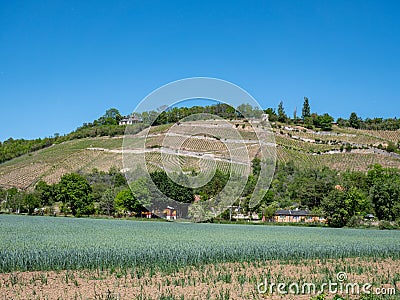 Grapevines in the Burgenlandkreis Saale Germany Stock Photo