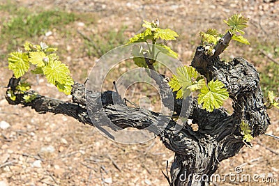 Grapevines sprouting new season Stock Photo