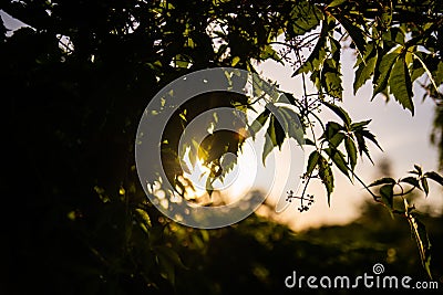Grapewine leaves silhouette with bright sun light in the background. Leaves of grape with the sunset on the second plan Stock Photo