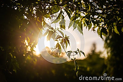 Grapewine leaves silhouette with bright sun light in the background. Leaves of grape with the sunset on the second plan Stock Photo