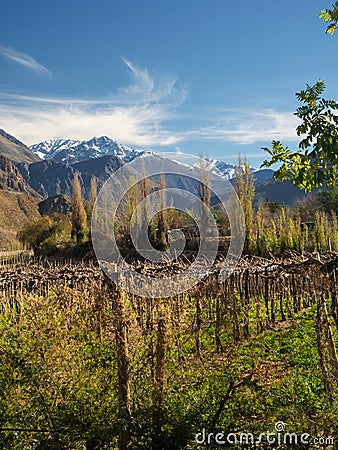 Grapeyard , Vineyard. Elqui Valley, Andes part of Atacama Desert in the Coquimbo region, Chile Stock Photo
