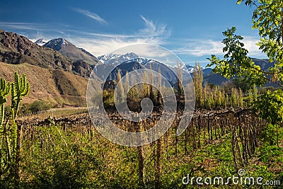 Grapeyard , Vineyard. Elqui Valley, Andes part of Atacama Desert Stock Photo