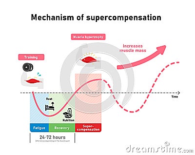 Graph illustration of efficient muscle growth supercompensation mechanism Vector Illustration