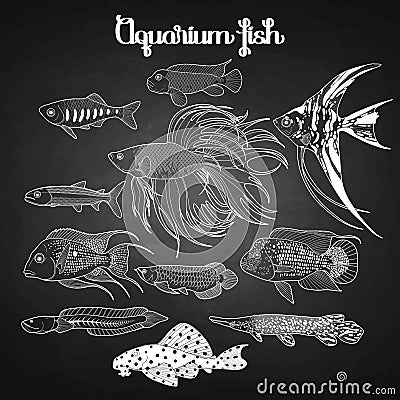 Graphic aquarium fish set Vector Illustration