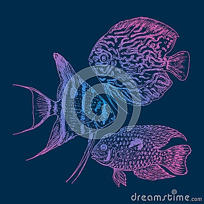 Graphic Aquarium Fishes Set Vector Illustration